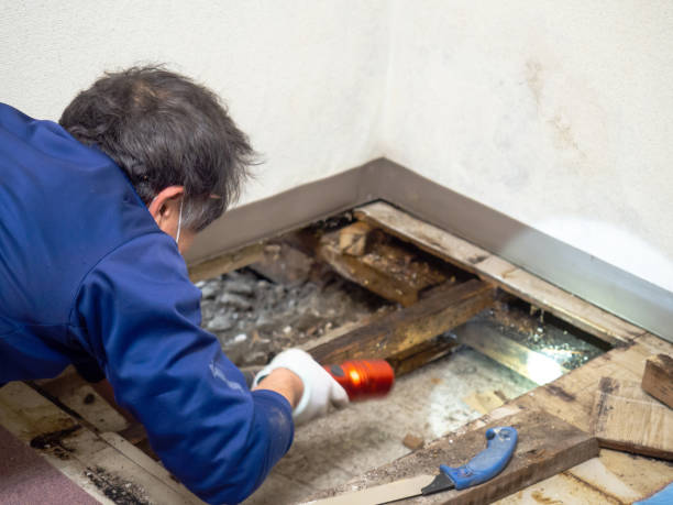 Best Mold Damage Repair  in International Falls, MN