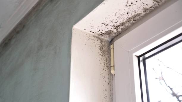 Best Black Mold Removal  in International Falls, MN