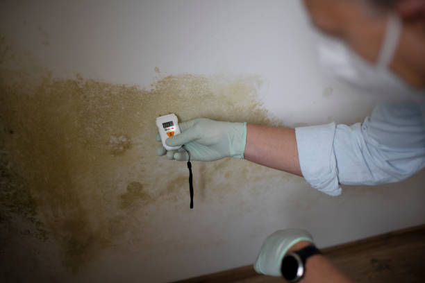 Best Crawl Space Mold Removal  in International Falls, MN
