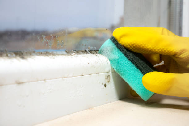 Professional Mold Removal in International Falls, MN