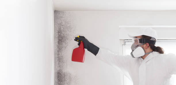 Best Mold Remediation  in International Falls, MN