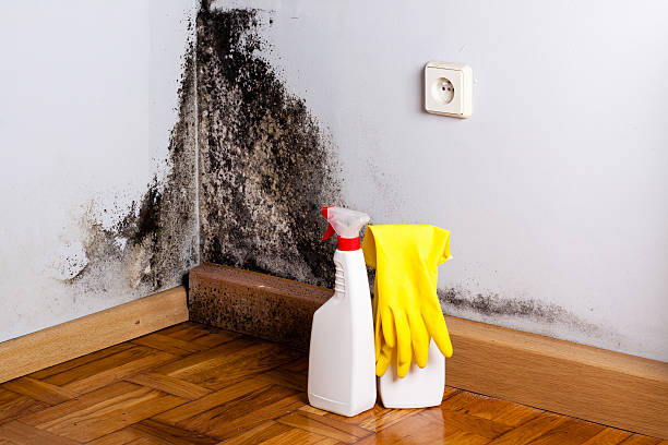 Best Local Mold Removal Service  in International Falls, MN