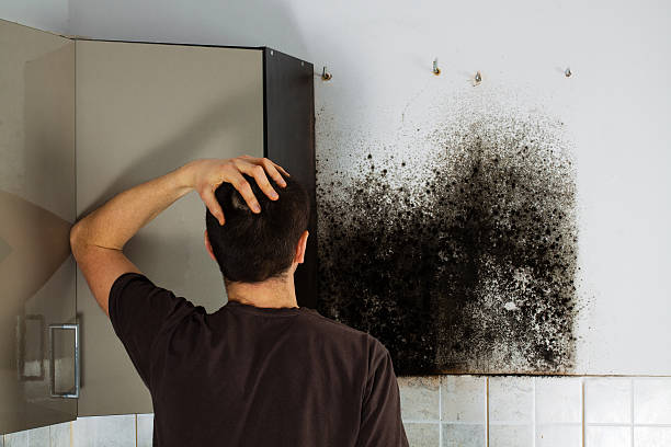 Best Black Mold Removal  in International Falls, MN