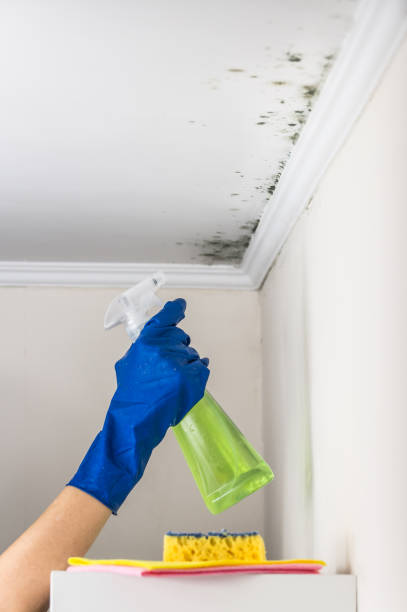 Best Toxic Mold Removal  in International Falls, MN