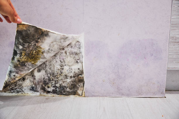 Best Affordable Mold Removal  in International Falls, MN